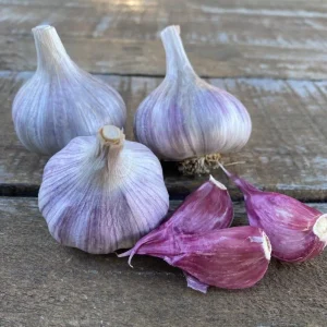 8 Purple Stripe Italian Garlic Bulbs for Planting - Hardneck Garlic Tubers - Image 3