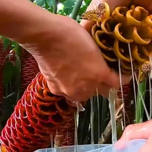 8 Red Awapuhi Shampoo Ginger Rhizomes - Fresh Roots for Planting, Cold Hardy - Image 3