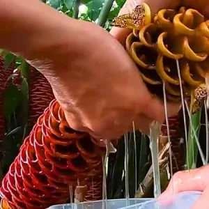 8 Red Awapuhi Shampoo Ginger Rhizomes - Fresh Roots for Planting, Cold Hardy - Image 4