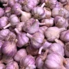 8 Red Russian Hardneck Garlic Bulbs for Planting – Garden Ready - Image 1