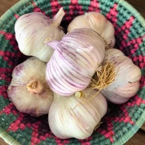 8 Red Russian Hardneck Garlic Bulbs for Planting – Garden Ready - Image 7