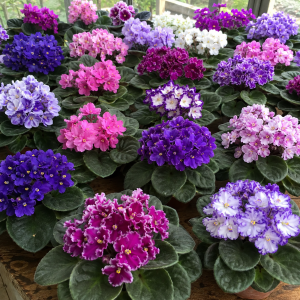 African Violet Live Plant - Pack 4'' Pot Indoor Flowering Plant, Mix Blooms