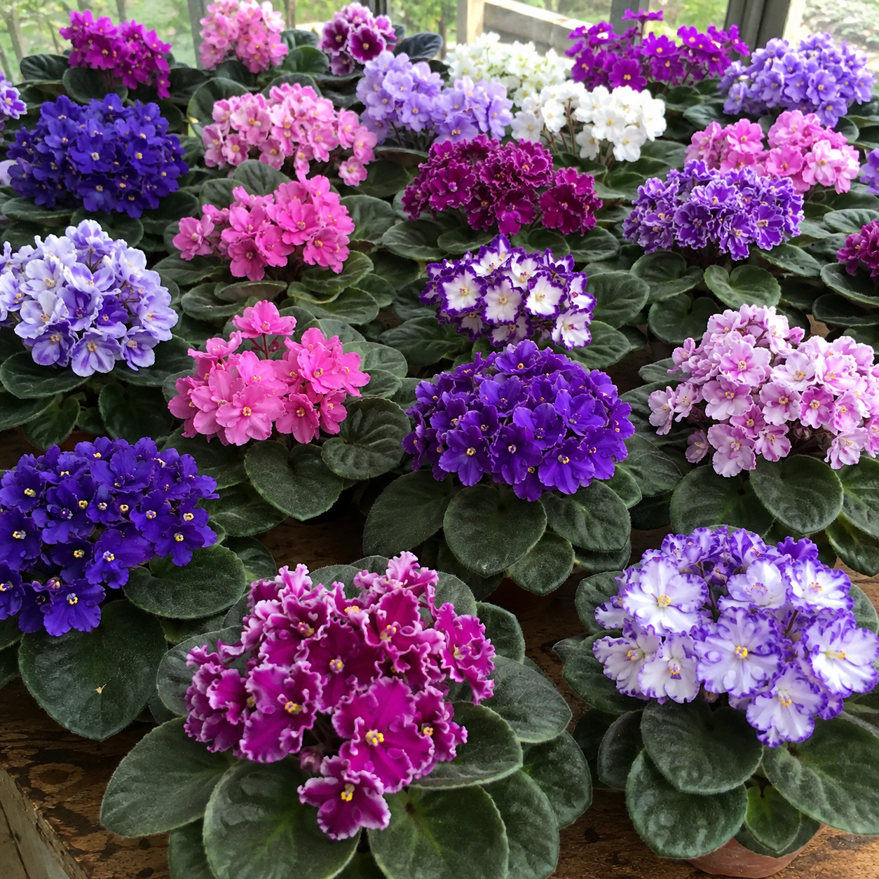African Violet Live Plant – 4 inch Pot – Blooming Indoor Houseplant