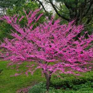 Redbud Tree Live Plant - American Red Bud Seedlings, 2 Pack, 6-15" Tall