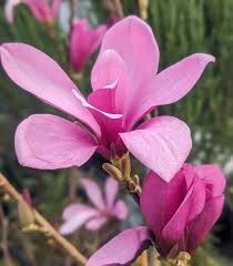 Ann Magnolia Live Plants - Set of 2, 8-12 Inch Tall Rooted Cuttings, Hardy Flowering Shrubs, Outdoor