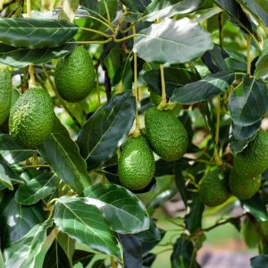 Cold Hardy Avocado Tree Live Plant - 1-2 Feet Tall, Zones 5-11, Indoor/Outdoor