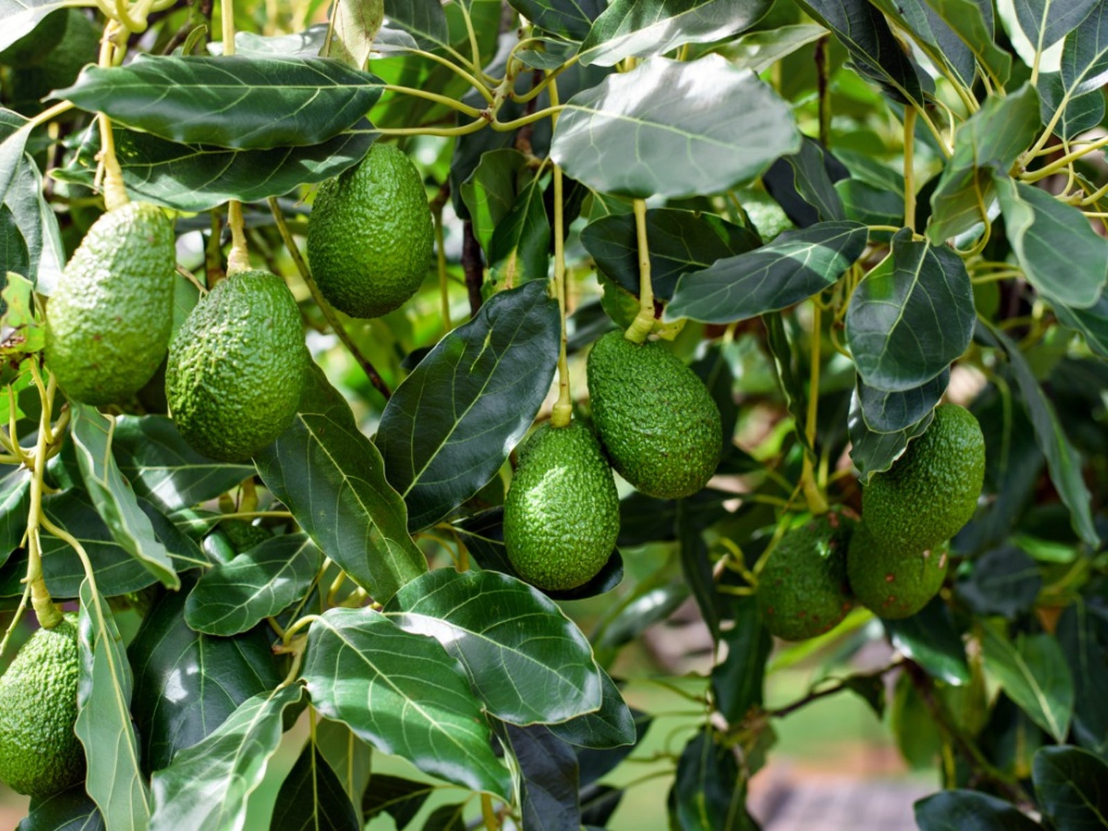 Dwarf Avocado Tree Live Plant – 2-3 Ft Tall, Fruit-Bearing, 3 Gallon Pot