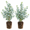 Baby Blue Eucalyptus Live Plant – 2.5 Inch Pot, Fragrant Silver-Blue Foliage, Indoor/Outdoor Tree Starter