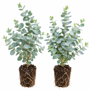 Baby Blue Eucalyptus Live Plant – 2.5 Inch Pot, Fragrant Silver-Blue Foliage, Indoor/Outdoor Tree Starter