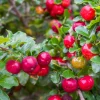 12" Barbados Cherry Tree Live Plant - High Yielding, Cold Hardy, Outdoor