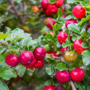 12" Barbados Cherry Tree Live Plant - High Yielding, Cold Hardy, Outdoor