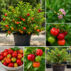 Barbados Cherry Tree Live Plant - 4-8" Edible Fruit, Fast-Growing
