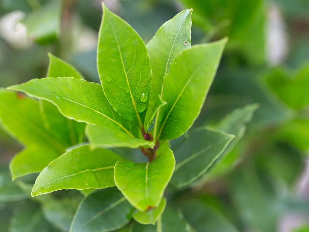 image of Fresh Bay Laurel leaves