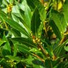 Bay Leaf Live Plant - Laurus Nobilis Herb Tree 4-8 Inch Tall for Outdoor Planting
