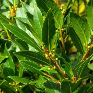 Bay Leaf Live Plant - Laurus Nobilis Herb Tree 4-8 Inch Tall for Outdoor Planting