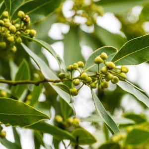 2 Bay Leaf Laurel Live Plants, 4-7 Inches Tall, Laurus Nobilis, Indoor/Outdoor Culinary Herb