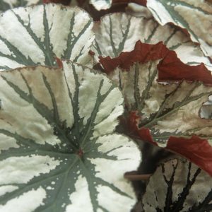 Begonia Live Plant, Silver Foliage, 4-8 Inches, Decorative Houseplant for Indoor & Outdoor