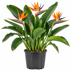 Bird of Paradise Live Plant – Tropical Houseplant, 6-8 inch, Indoor/Outdoor, Orange
