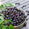 2 Black Cherry Live Fruit Trees, (12 -18inches) Tall, Hardy, Outdoor