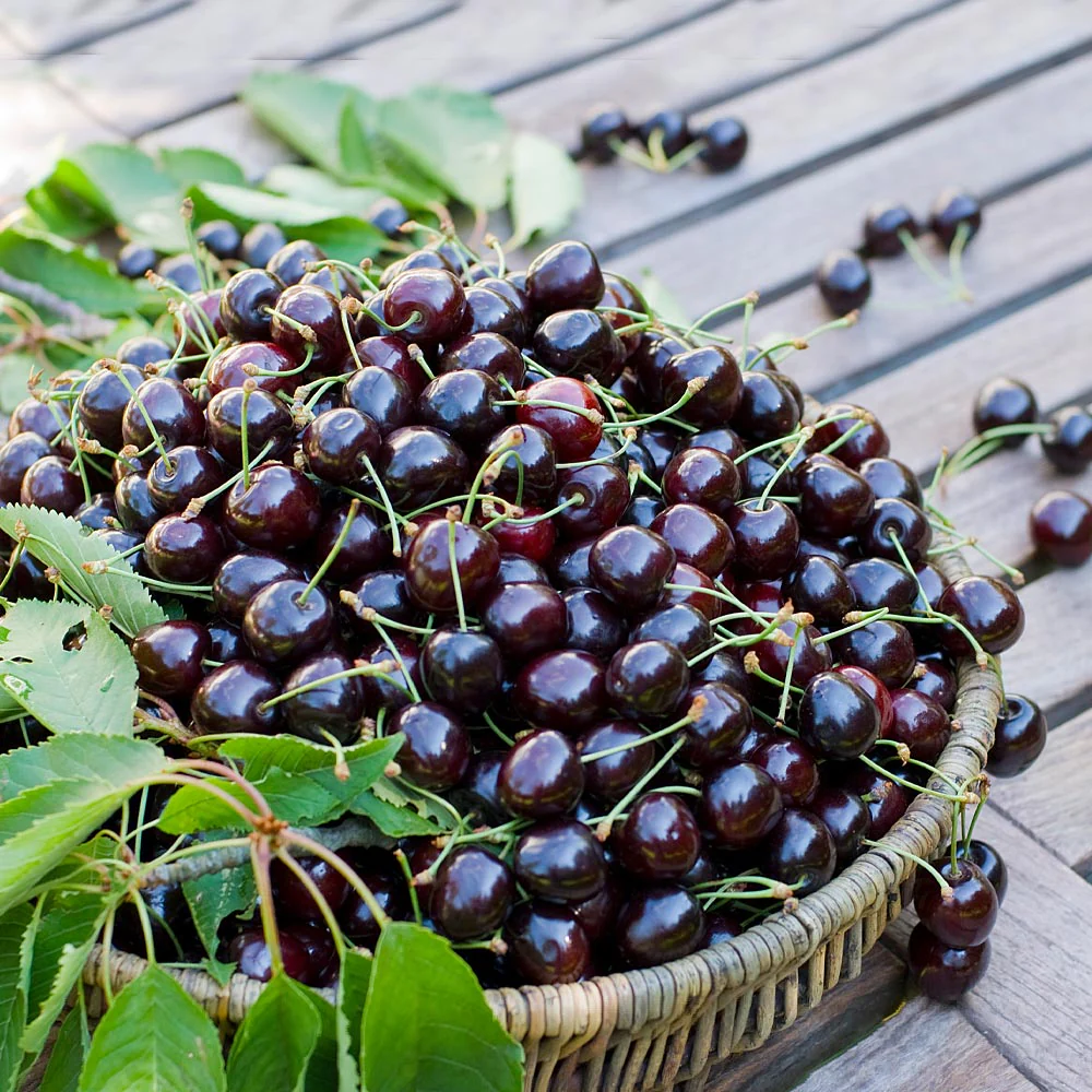 2 Black Cherry Live Fruit Trees, (12 -18inches) Tall, Hardy, Outdoor