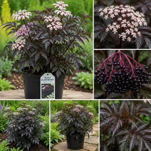 Black Elderberry Plant Live - 2-3 Ft Tall, 2 Year Old, Dormant, Cold Hardy Bush