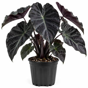Black Elephant Ear Live Plant - Colocasia Esculenta Taro - Indoor/Outdoor
