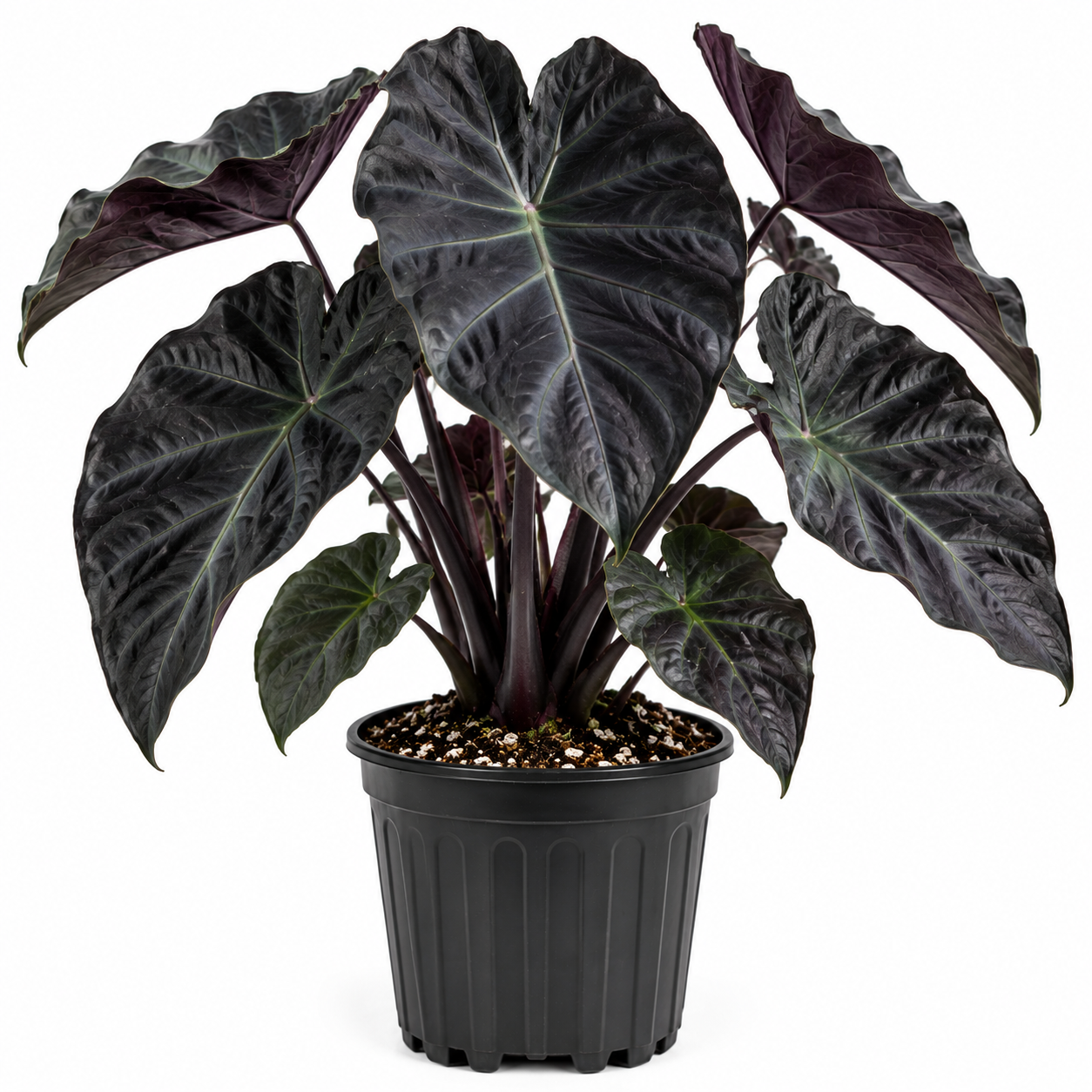 Black Elephant Ear Live Plant - Colocasia Esculenta Taro - Indoor/Outdoor
