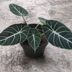 Black Velvet Alocasia Live Plant – 4-7 Inch Tall Indoor/Outdoor Houseplant