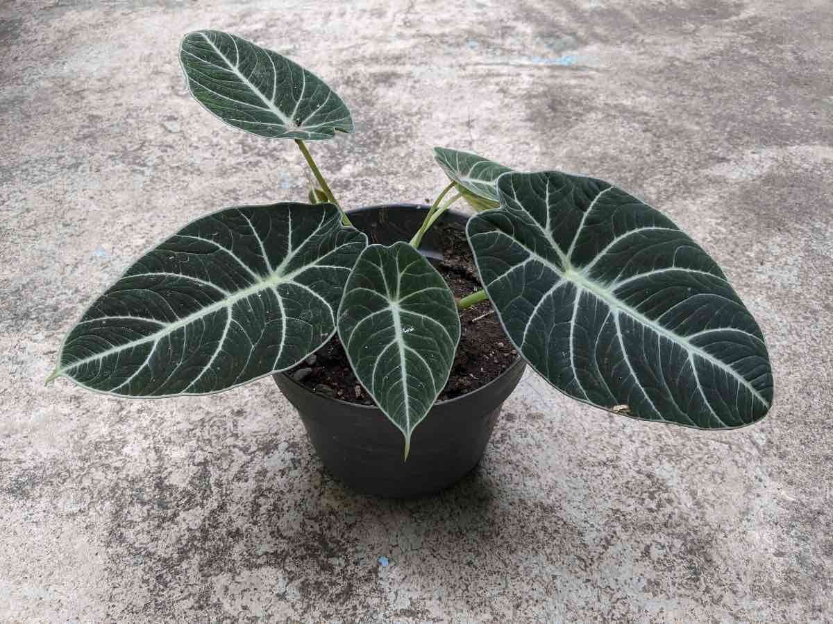 Black Velvet Alocasia Live Plant – 4-7 Inch Tall Indoor/Outdoor Houseplant