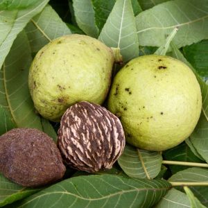 Black Walnut Tree Live Plant in 4 inch Pot - Cold Hardy, Dormant, 6-12 inches Tall