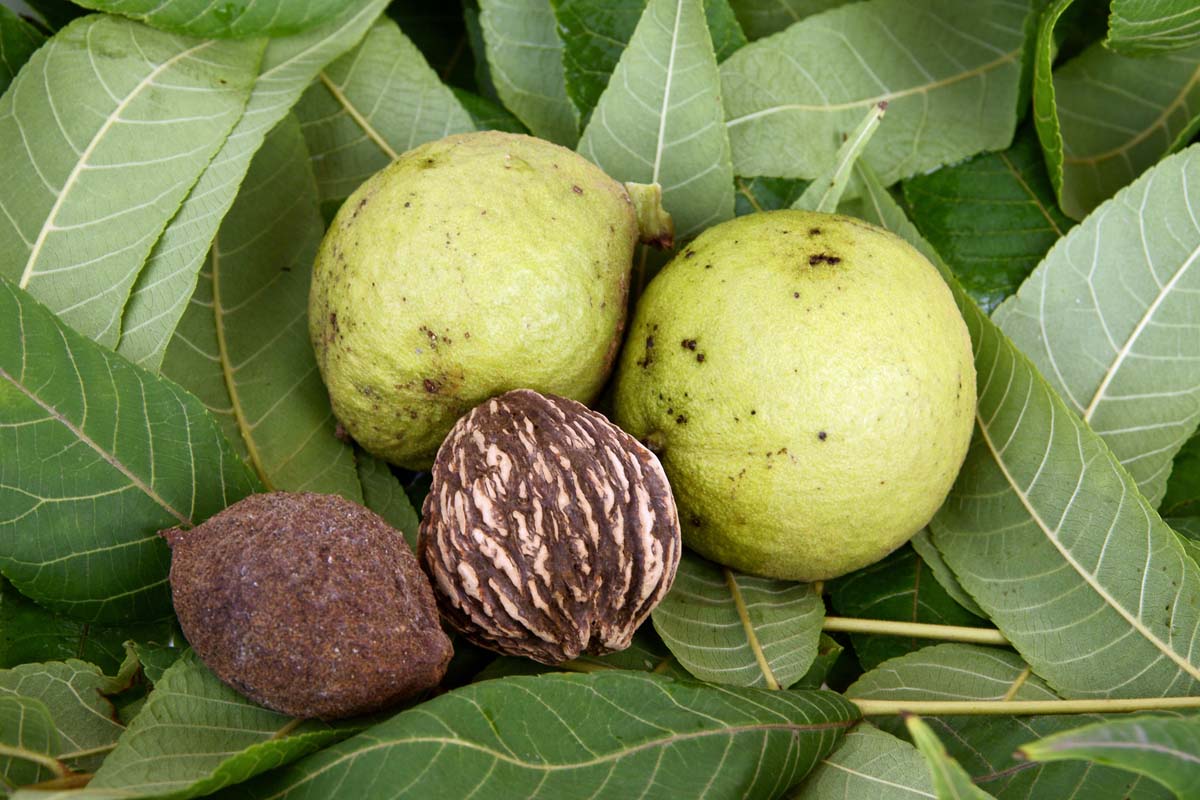 Black Walnut Tree Live Plant in 4 inch Pot - Cold Hardy, Dormant, 6-12 inches Tall