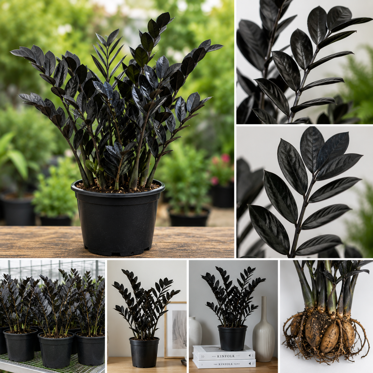 Black ZZ Plant Live Plant - Zamioculcas zamiifolia - 3 Inch Pot - Indoor Tropical