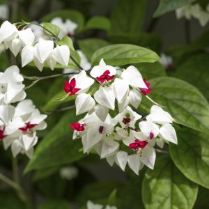 Bleeding Heart Vine Live Plant 5-8 Inch Tall - Glory Plant Perennial