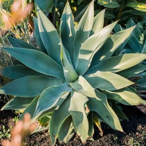 Blue Agave Live Plant - Hardy Succulent, 1.5-2 Ft Tall in 3 Gallon Pot