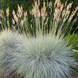 4 Blue Fescue Grass Plants, Well-Rooted, Perennial Ornamental Grass, 4-8 Inch Tall, Outdoor