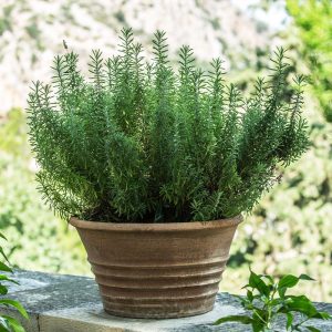 6 Blue Rosemary Live Plants 4-7'' Tall - Fragrant Outdoor Herb