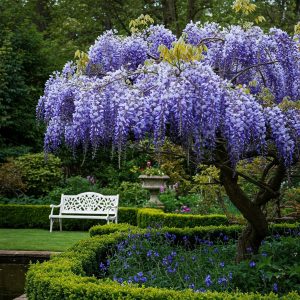 Blue Wisteria Vine Live Plant - 6-12" Tall, 2.5 Inch Pot, Fragrant Climber