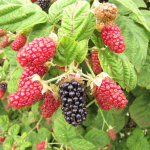 Thornless Boysenberry Plants Live - Set of 2, 4-6 Inches Tall, Outdoor