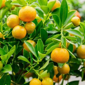 Calamansi Tree Live Plant, 4-5 Ft Tall Calamondin Citrus Fruit, 5 Gallon Pot, Outdoor
