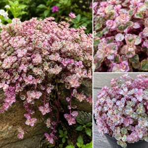 Callisia Repens Pink Turtle Vine Live Plant - 4 Inch Pot, Easy Care Houseplant