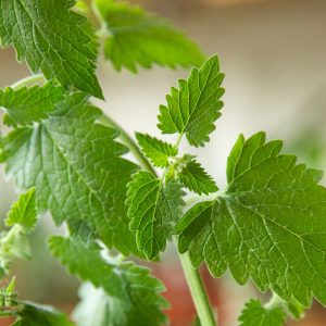 Catnip Live Plants 4-Pack, 4-6" Tall, Well-Rooted Starter Plants, Indoor/Outdoor