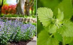 Catnip Live Plants - Pack of 3 - 4-7" Tall - Mint Herb for Indoor/Outdoor Garden