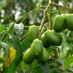 Thai June Plum Tree Live Plant - 3 Gallon Pot, 2-3 Years Old, Tropical Fruit