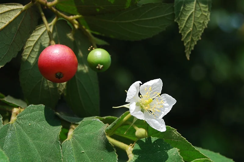 Strawberry Jamaican Cherry Tree Live Plant, 4-6" Starter Tropical Fruit Tree
