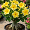 Double Yellow Desert Rose Live Plant - Adenium Succulent, 4-7 Inch Tall, Vibrant Bloom