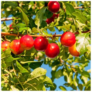 Cherry Plum Tree Live Plant - 2-3 ft Tall, Bare Root, Outdoor