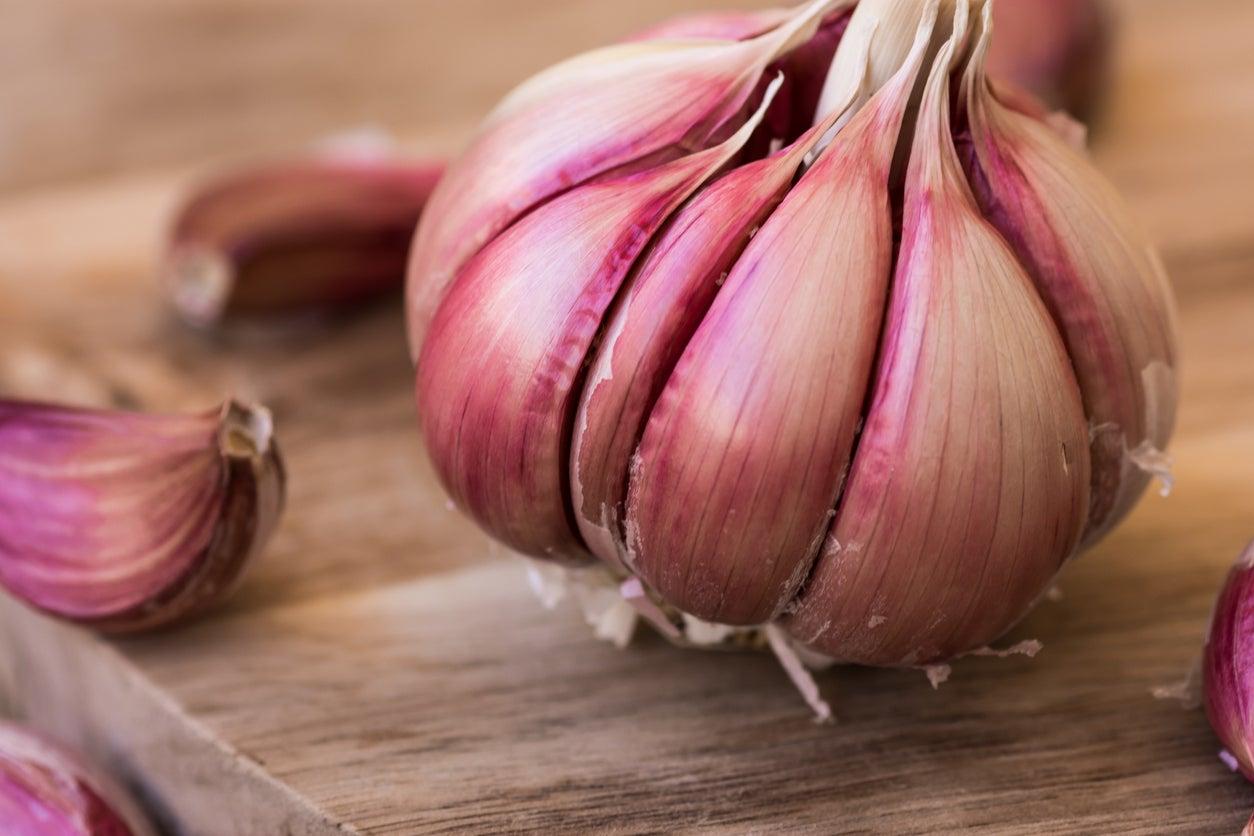 Chesnok Red Garlic Bulbs for Planting, Heirloom, 0.5 Pound (4-5 Jumbo Bulbs)