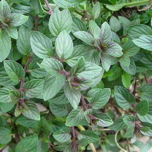 Chocolate Mint Live Plants, 6 Pack, Culinary Herb, 4-6 Inch Tall, Well-Rooted