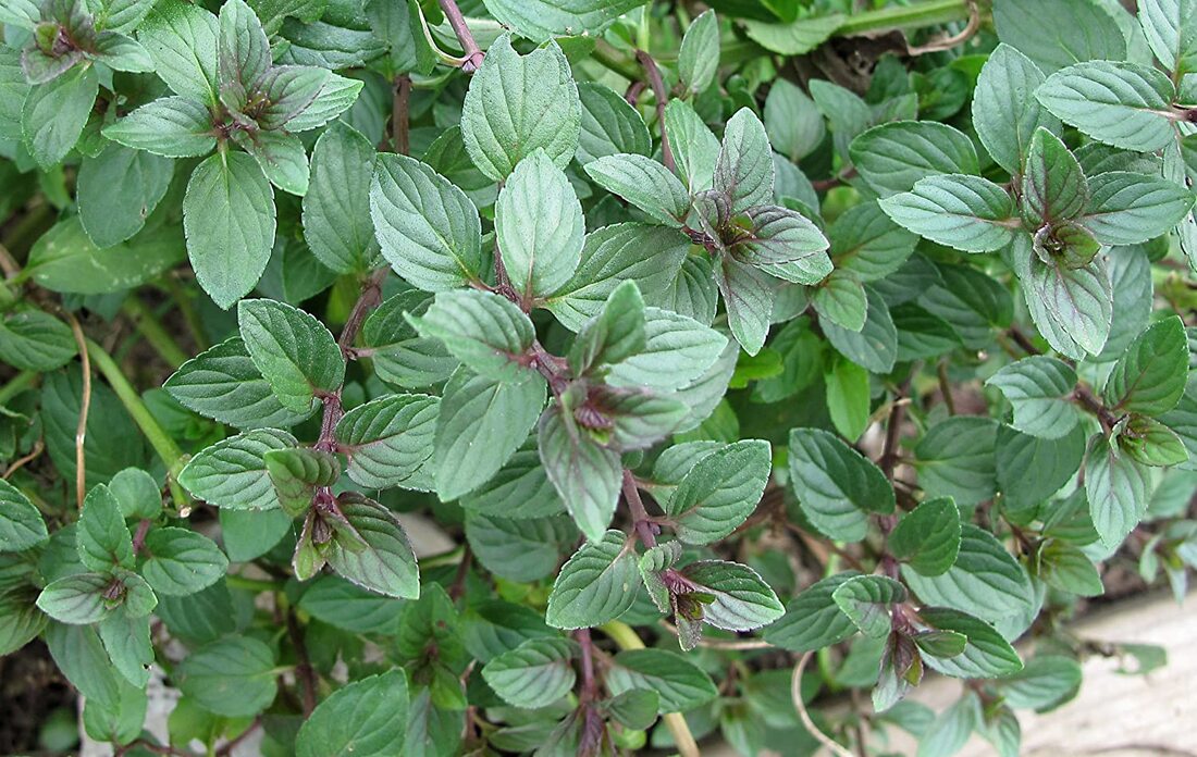 Chocolate Mint Live Plants, 6 Pack, Culinary Herb, 4-6 Inch Tall, Well-Rooted