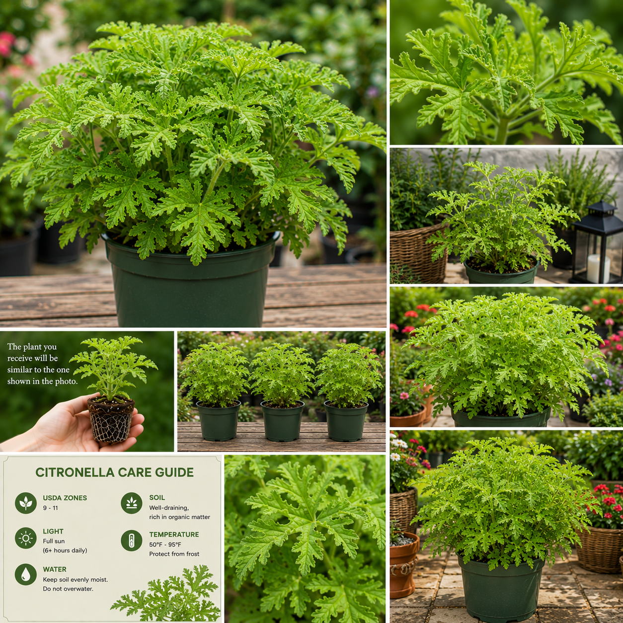 3 Citronella Live Plants, 4-6 inches, Indoor Outdoor, USDA Zones 9-11